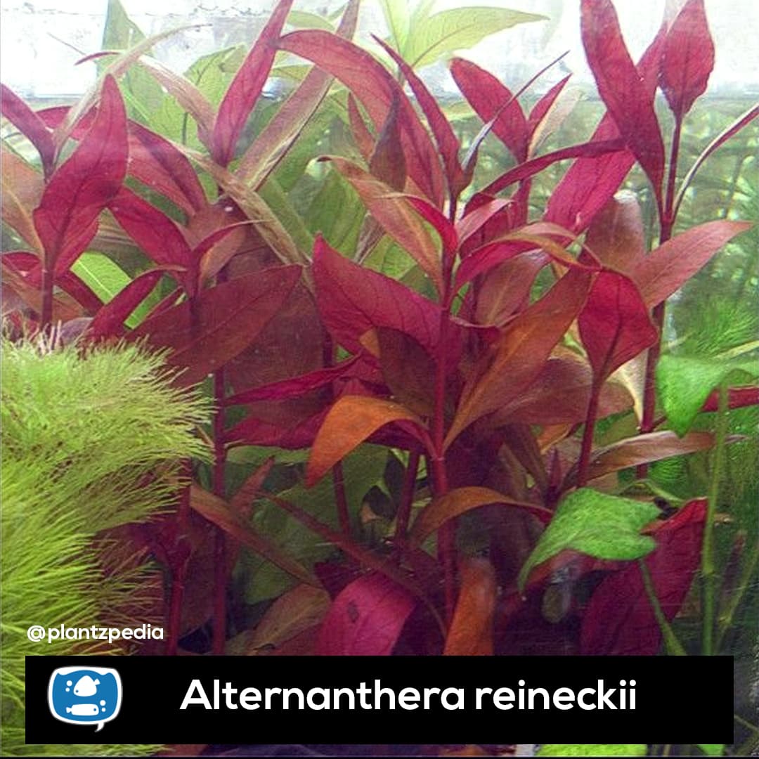 Magenta Water Hedge