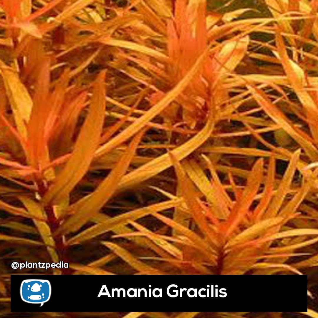 Amania Gracilis