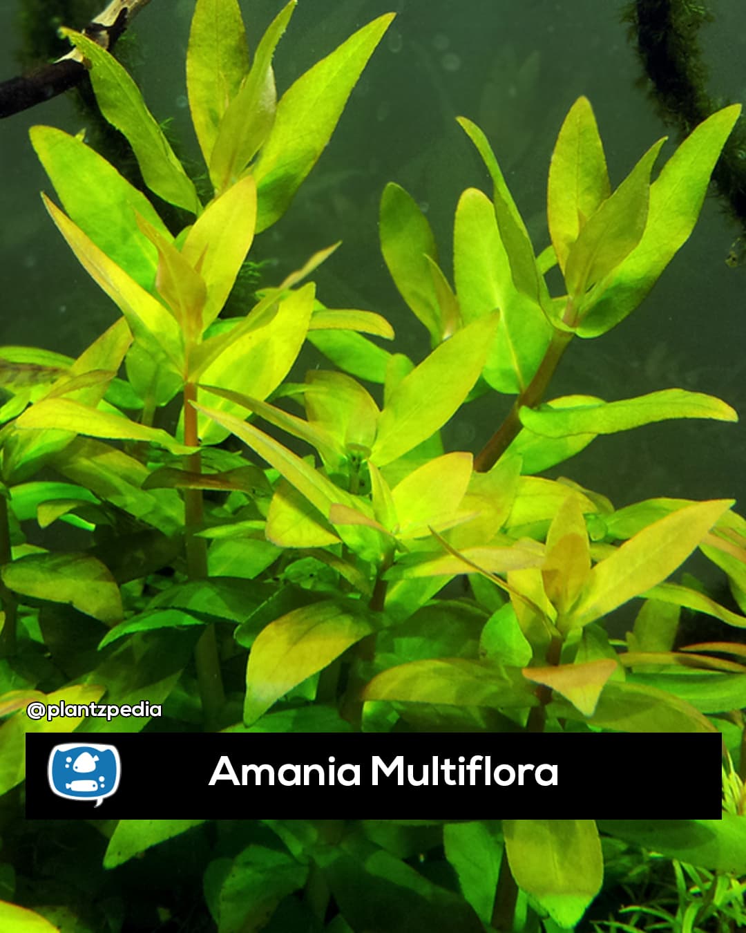 Amania Multiflora