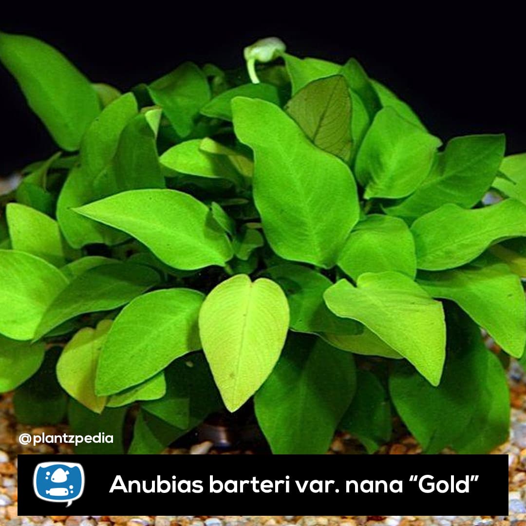 Anubia Anã Gold