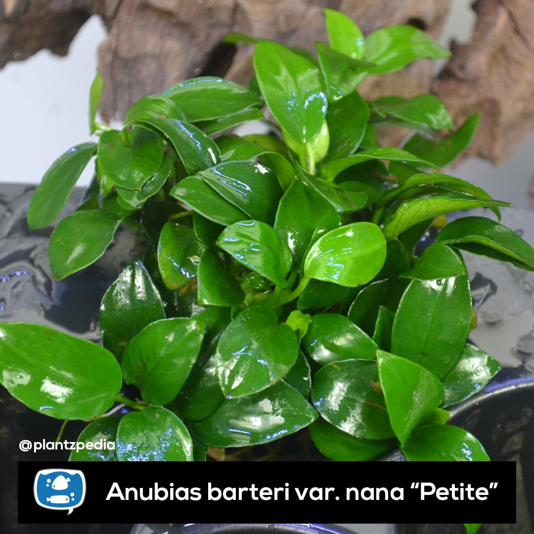 Anubia Nana Petite