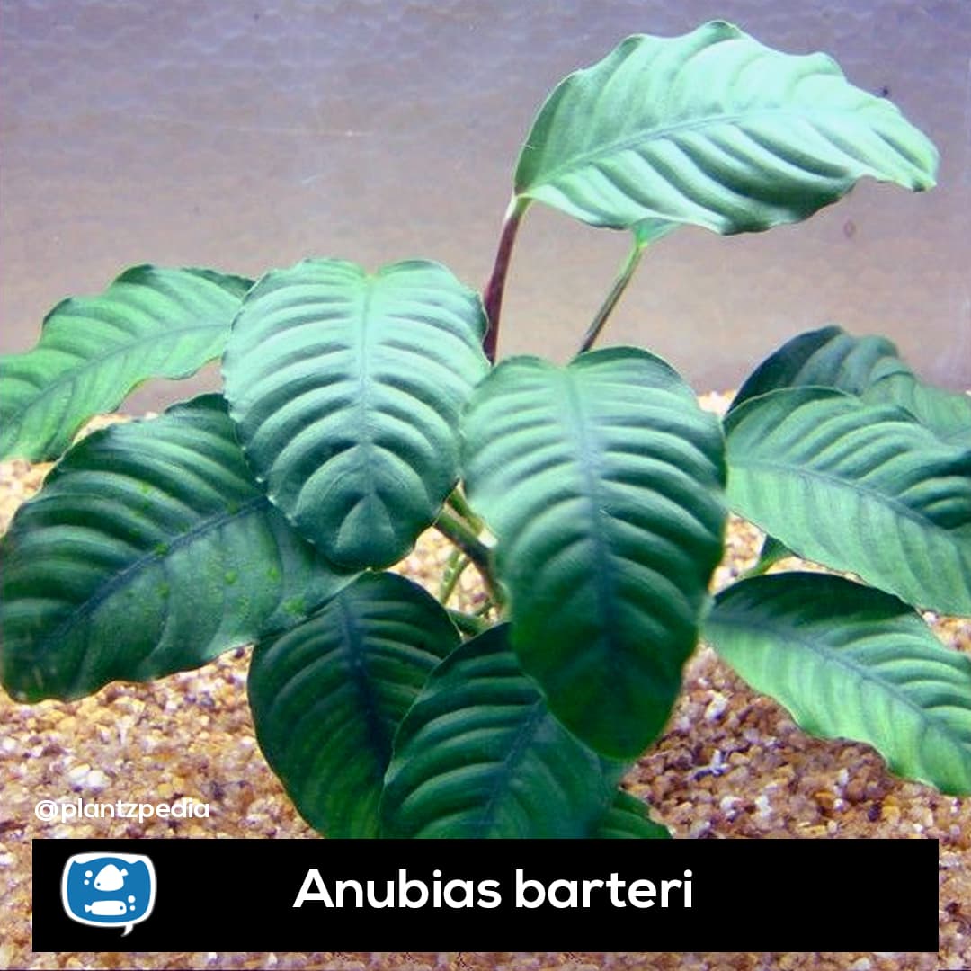 Anubia Folha-de-café