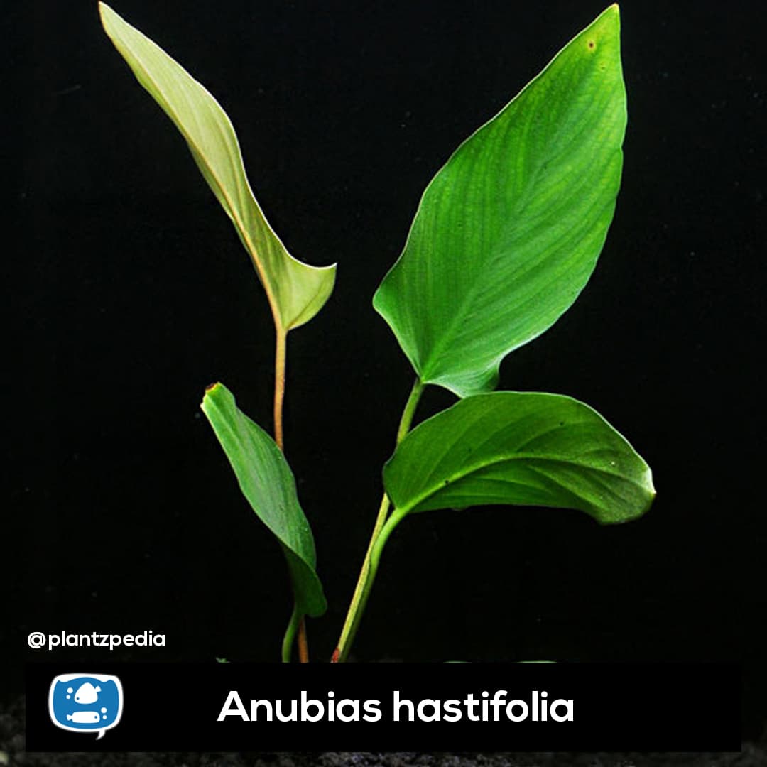 Anubia Hastifolia