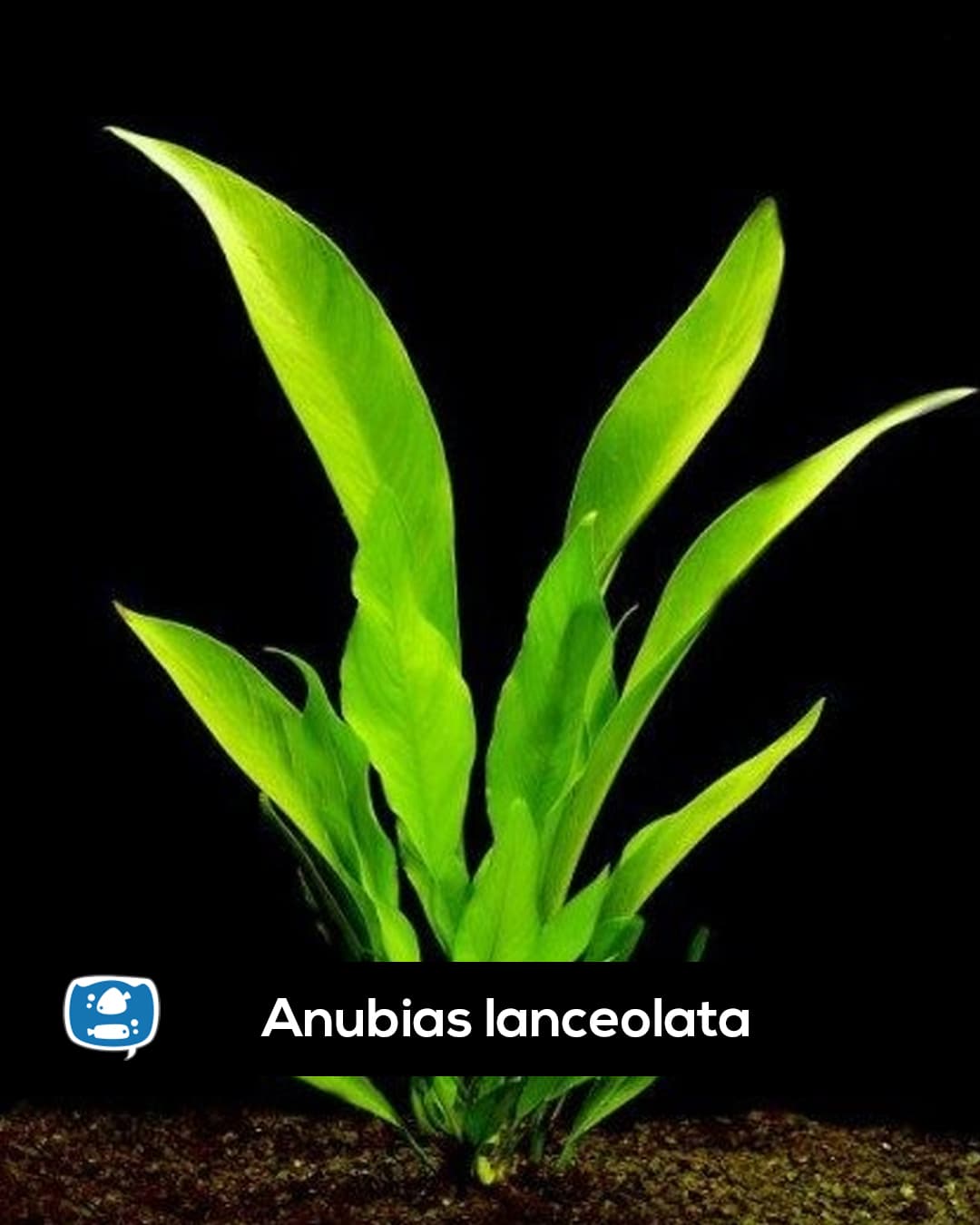 Anubia Lanceolata Lucanas