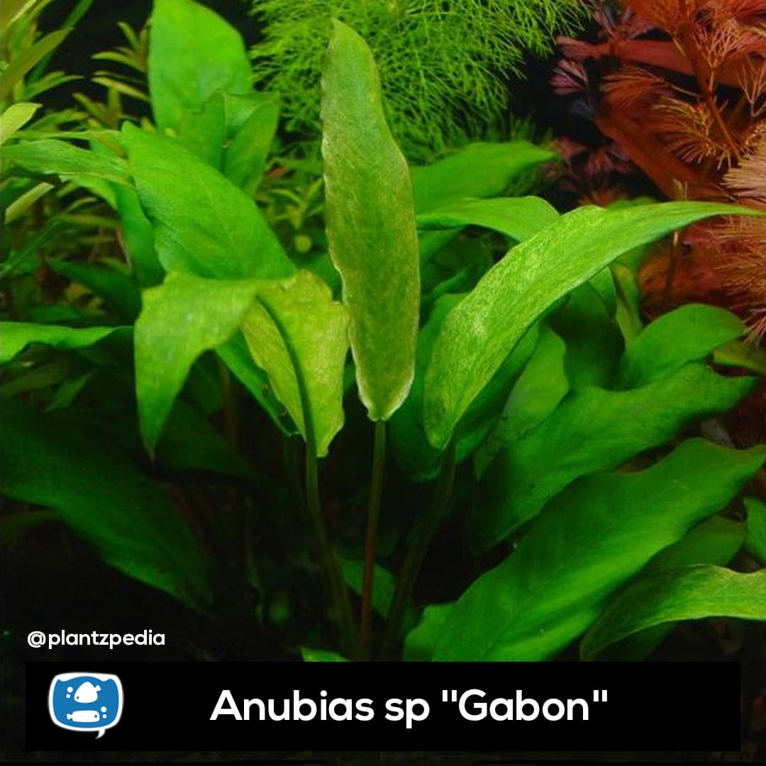 Anubia Gabão