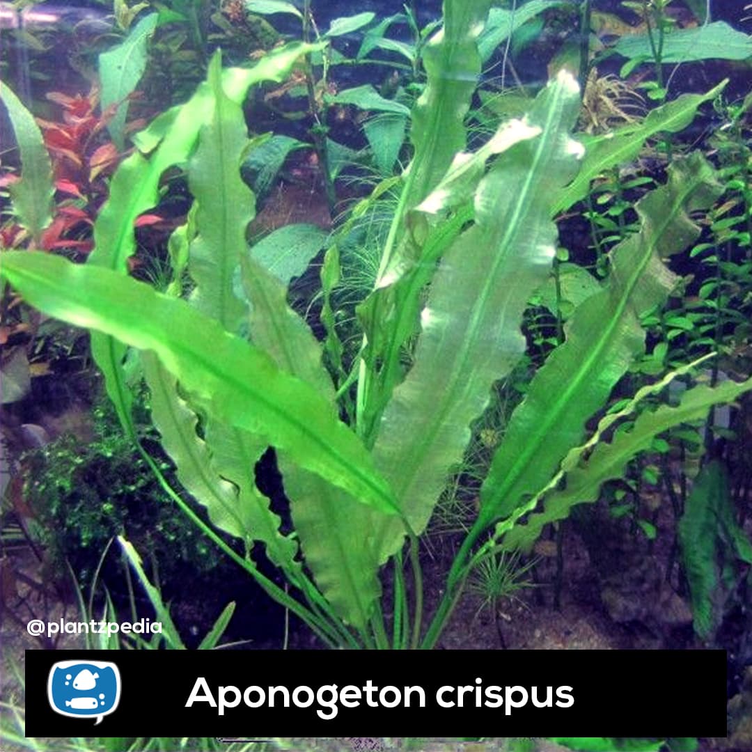 Aponogeton crispus