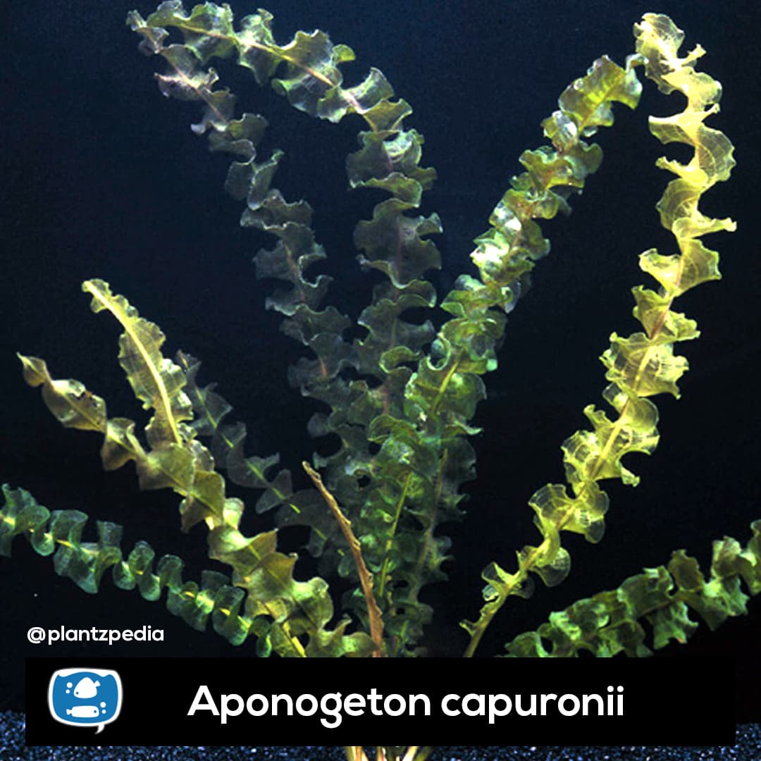 Aponogeton capuronii