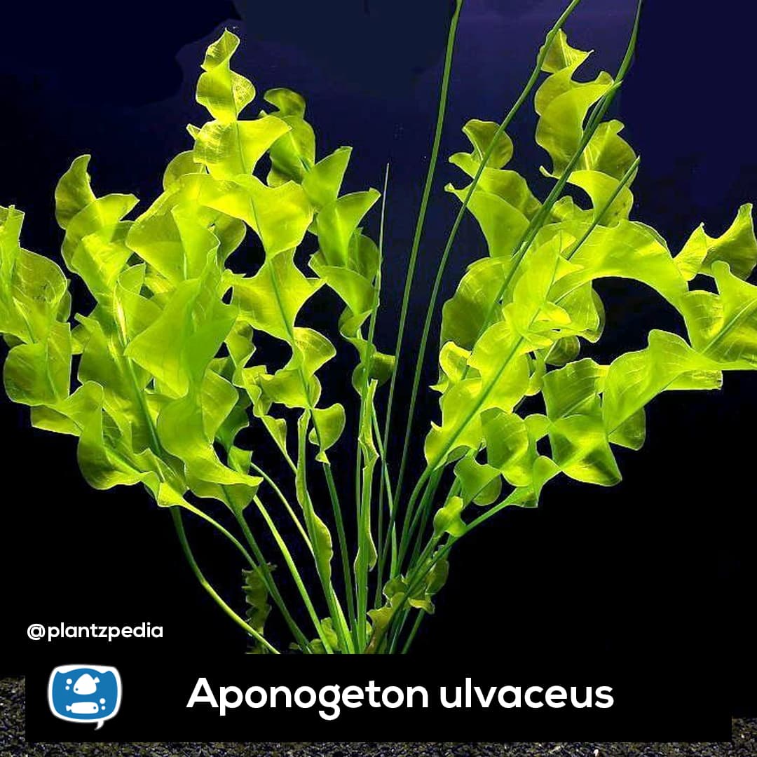 Aponogeton Ulvaceus