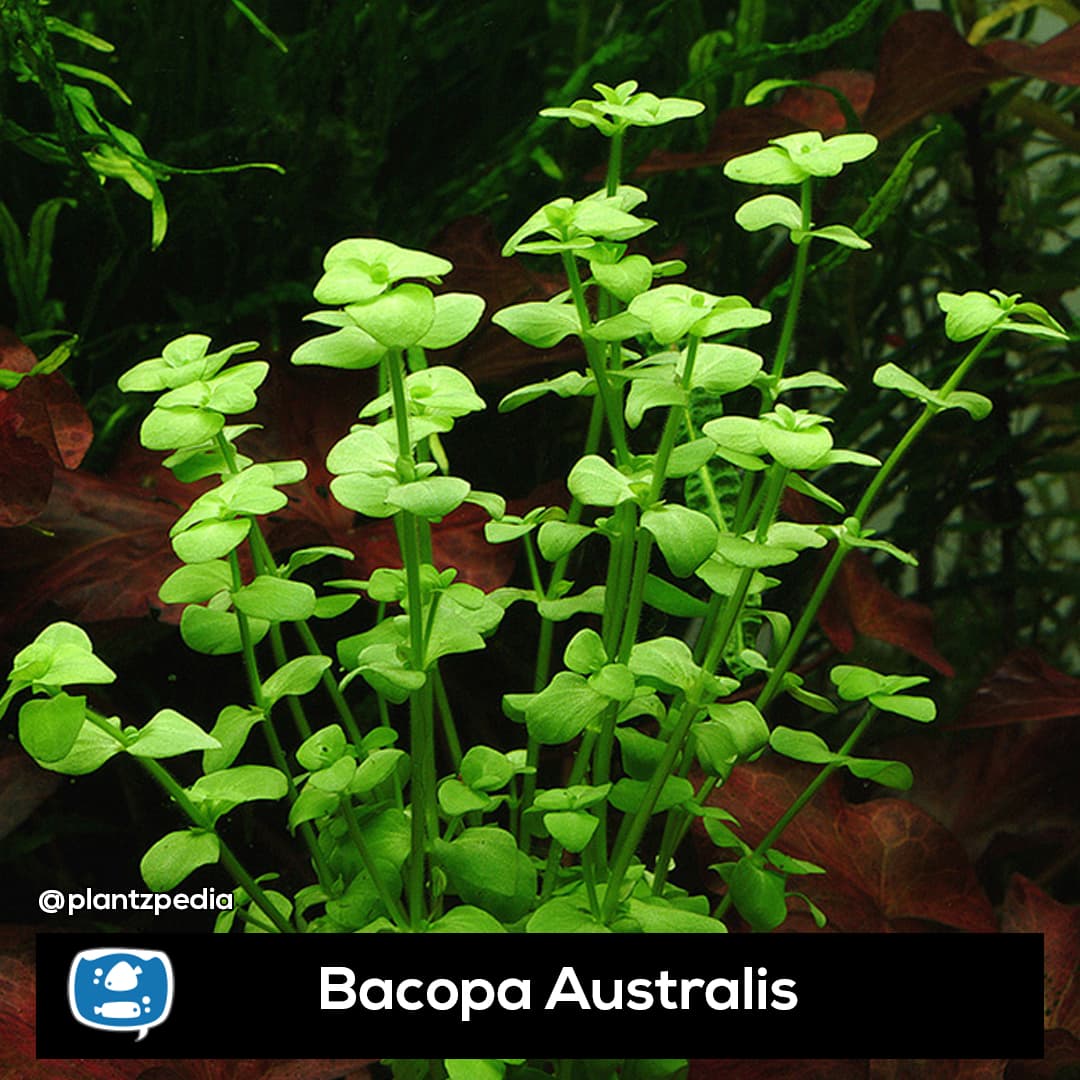Bacopa Australis