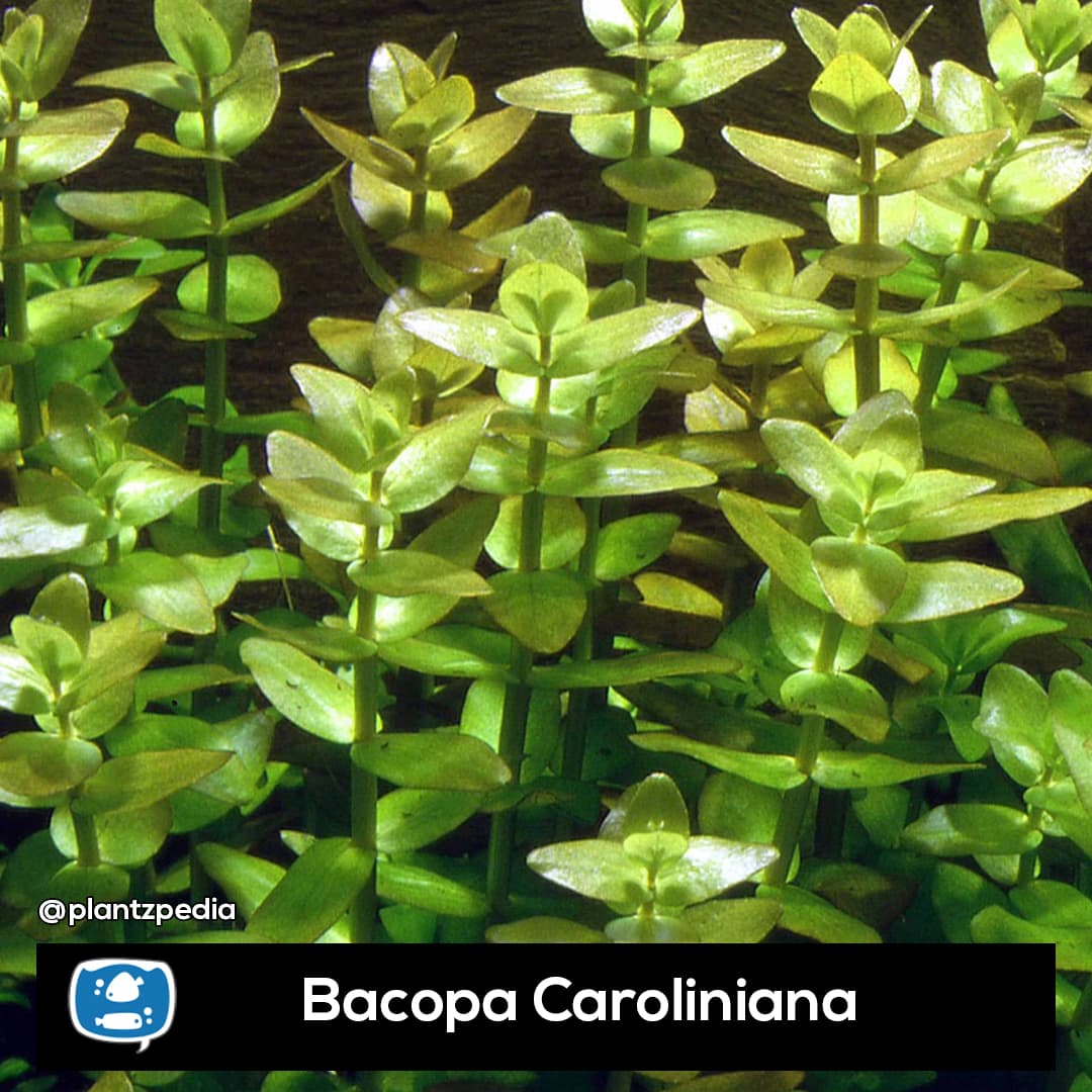 Bacopa Caroliniana