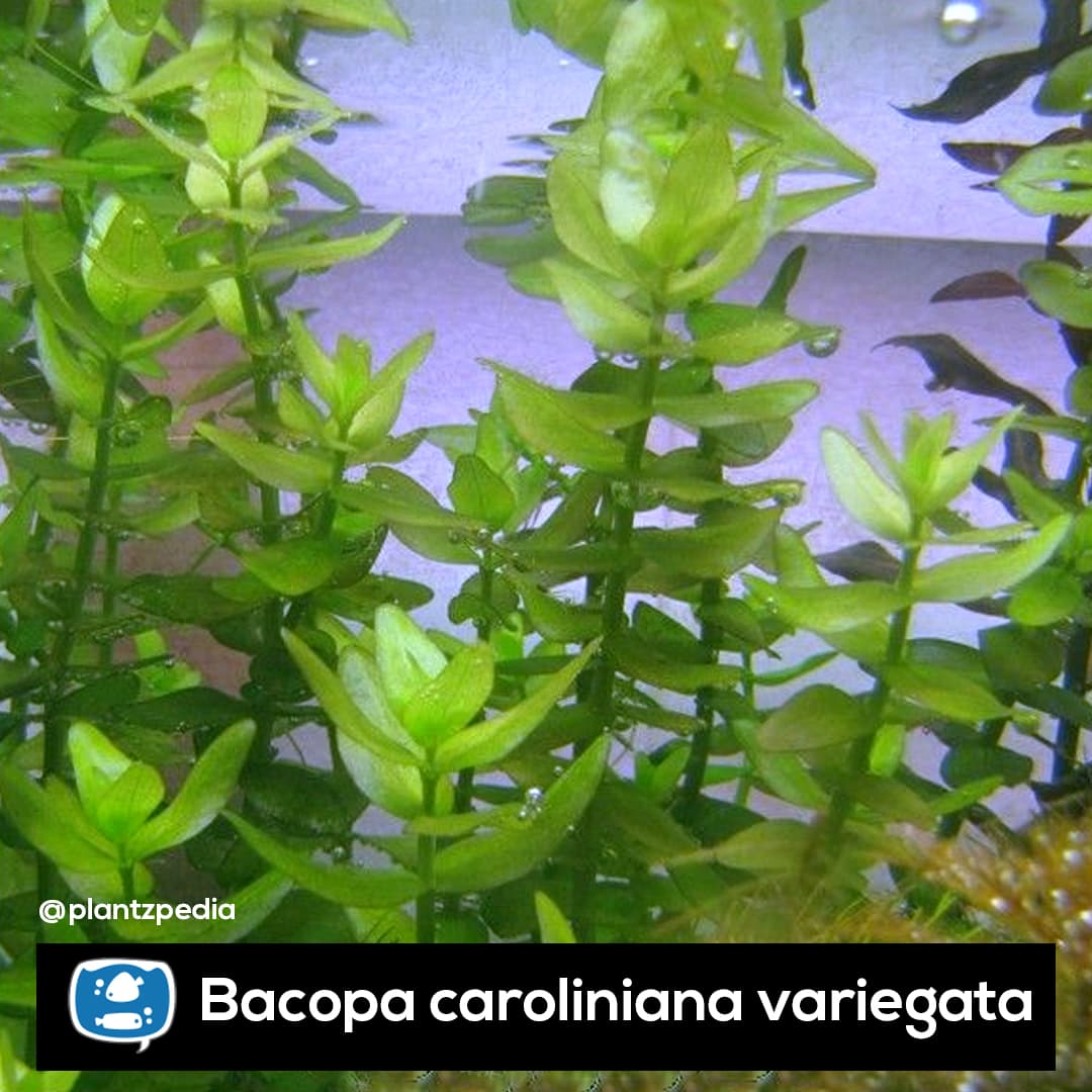 Bacopa Caroliniana Variegata