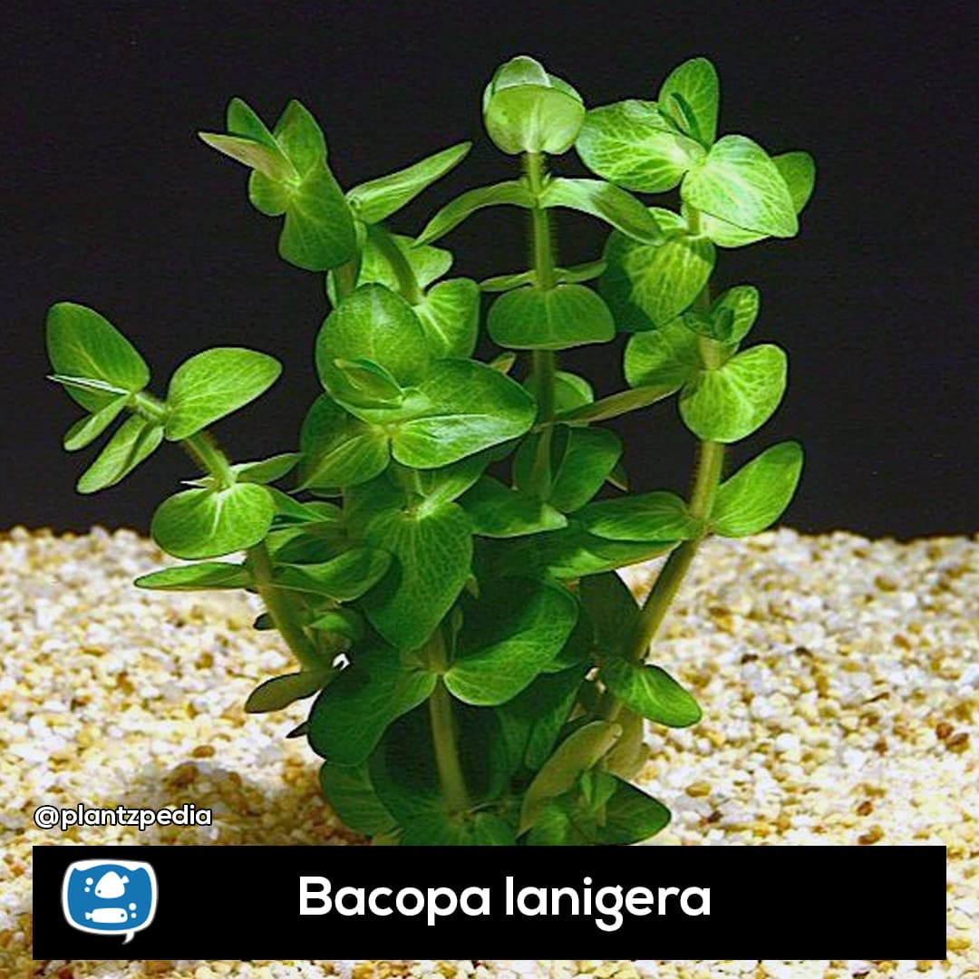 Bacopa Peluda