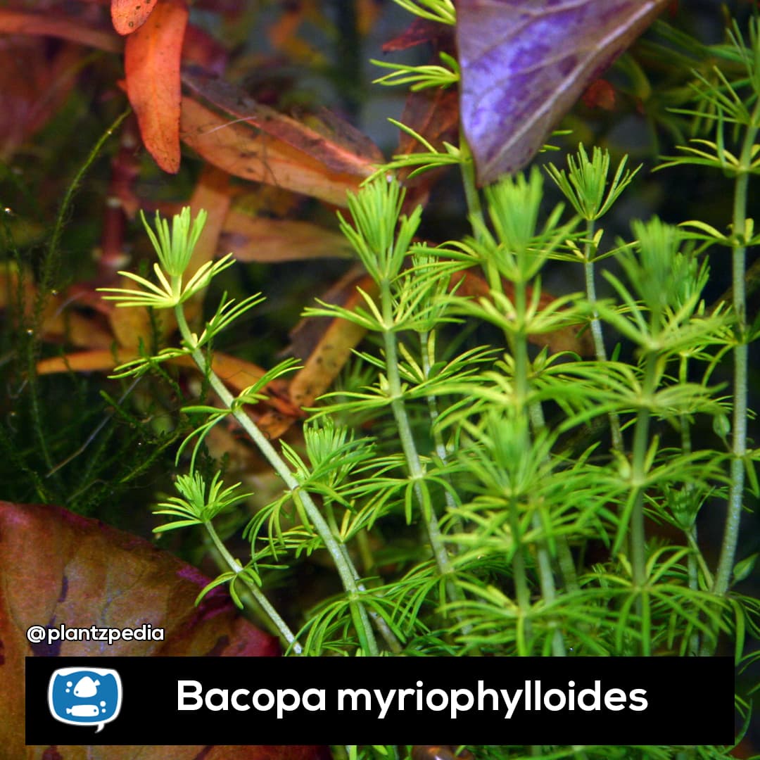 Bacopa Frill