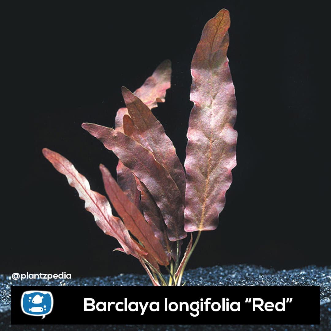 Barclaya Longifolia Red