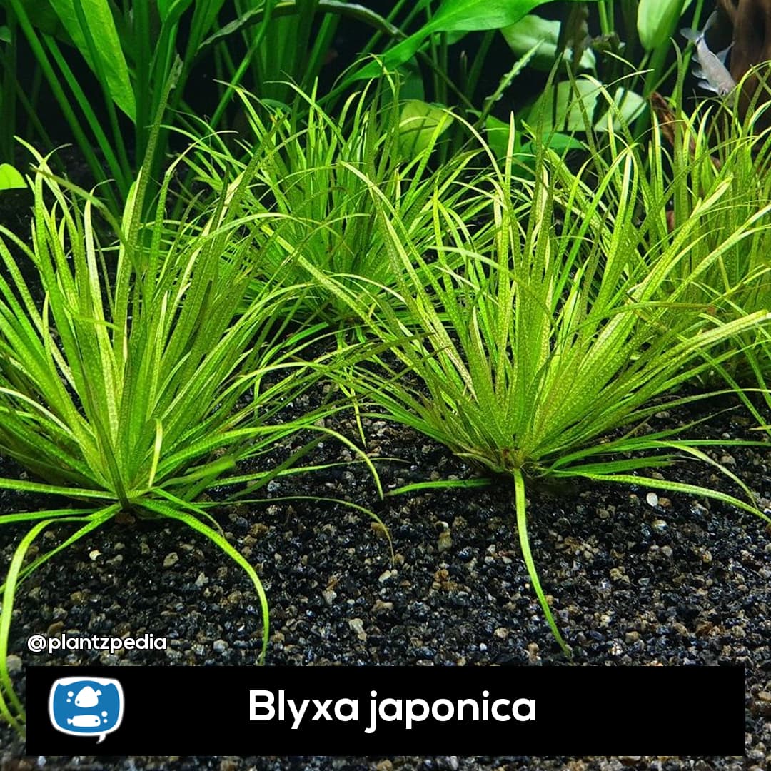 Blyxa Japonica