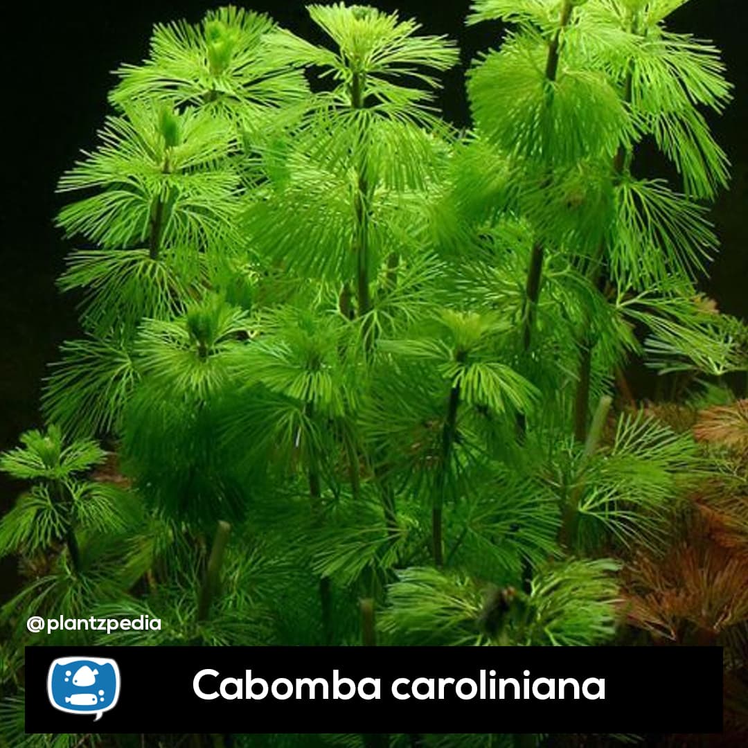 Cabomba