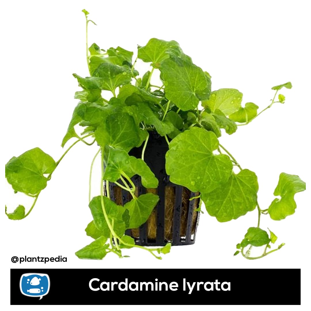 Cardamine, Trepadeira-chinesa