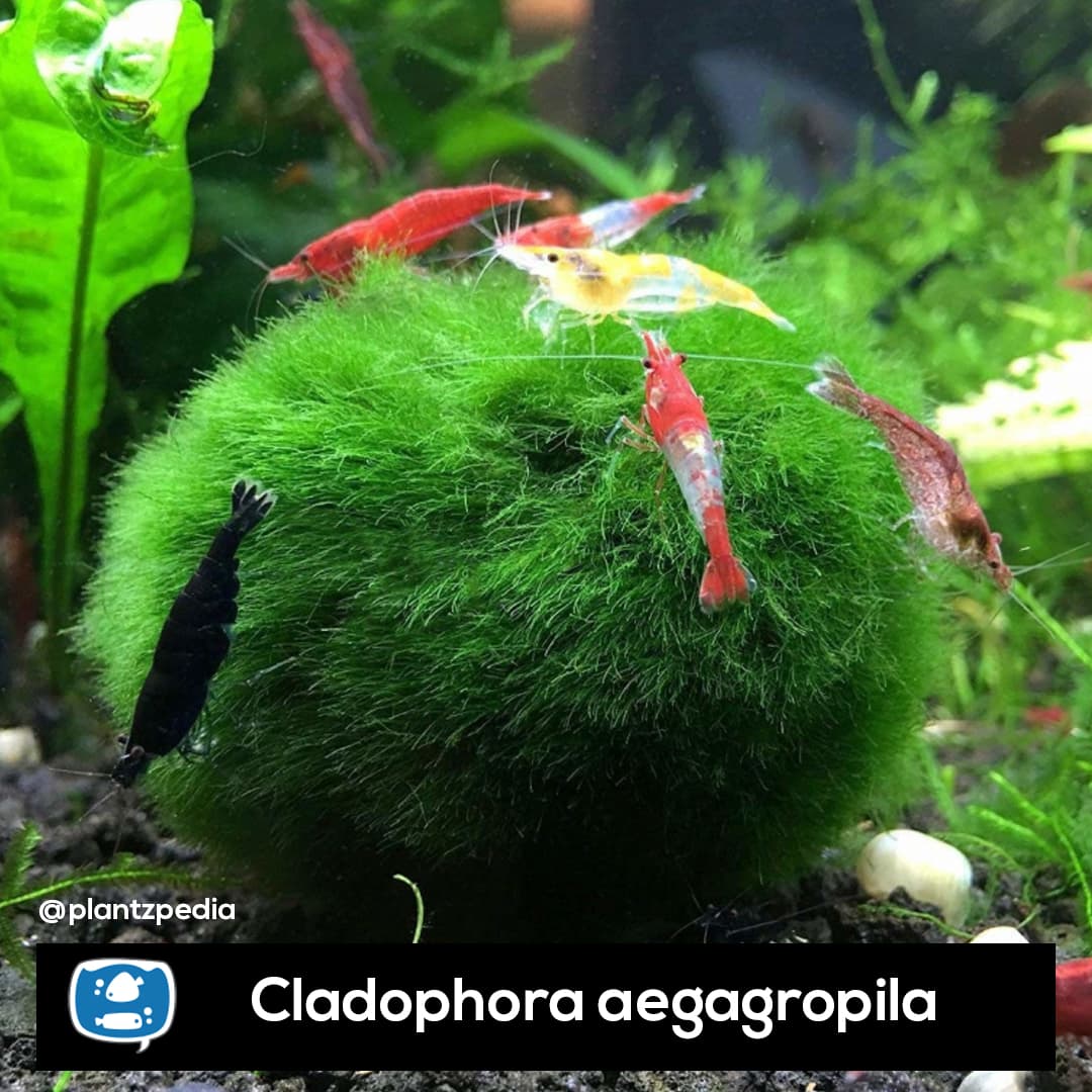 Marimo Ball