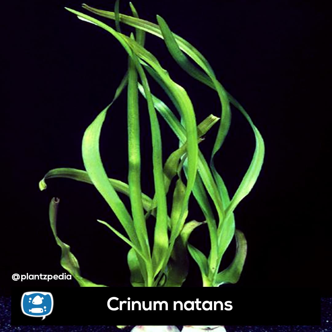Crinum
