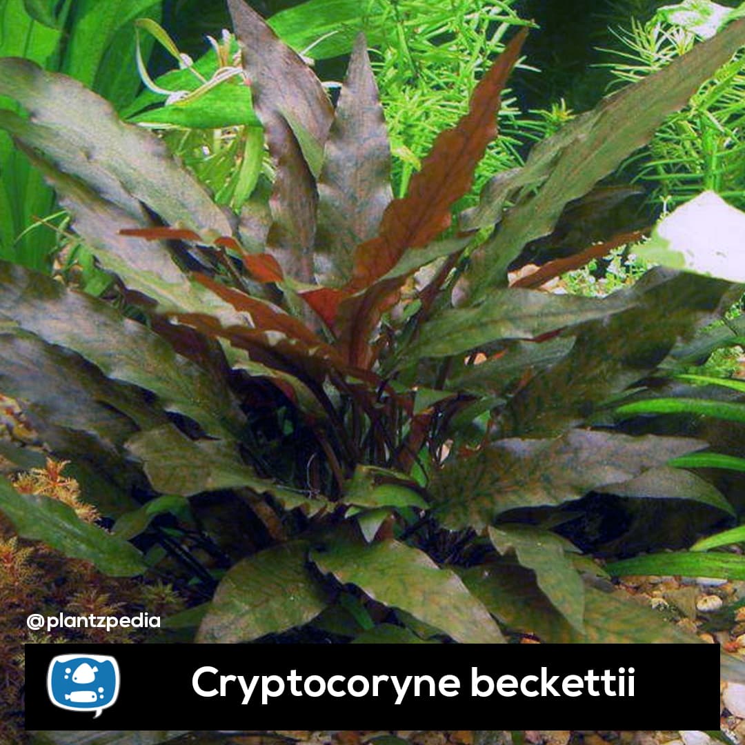 Criptocorine Becketi