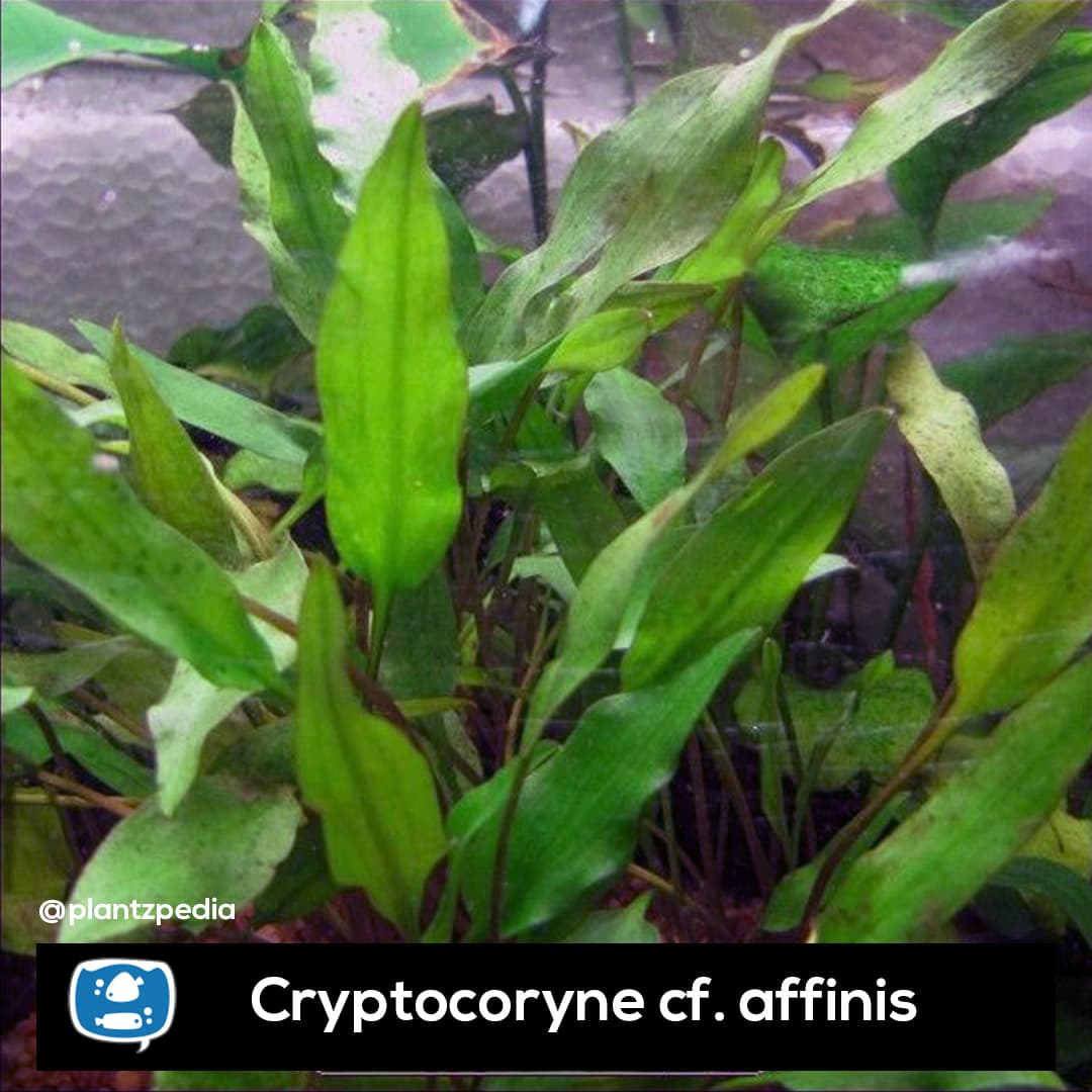 Criptocorine Affinis
