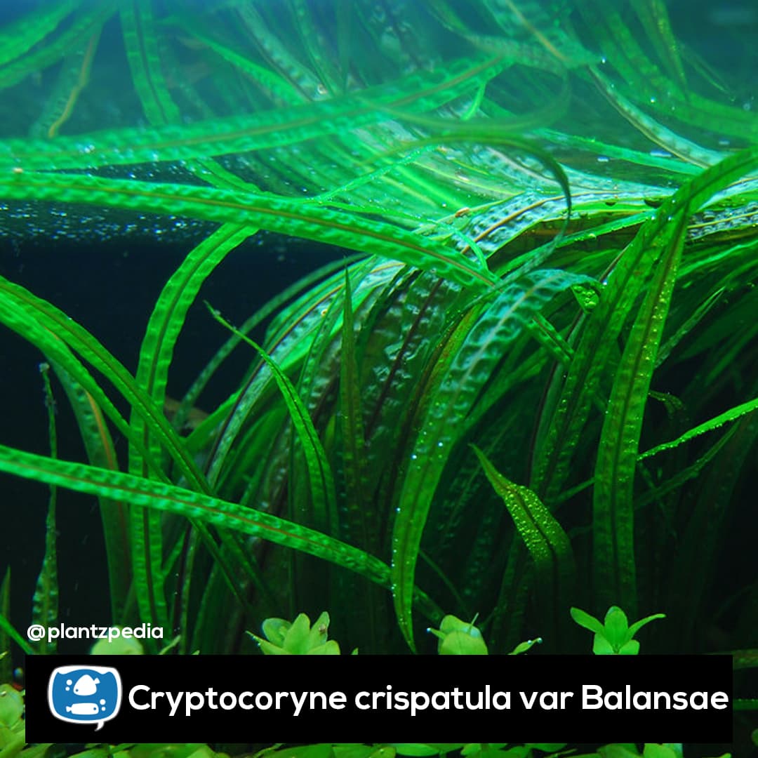 Criptocorine Balansae