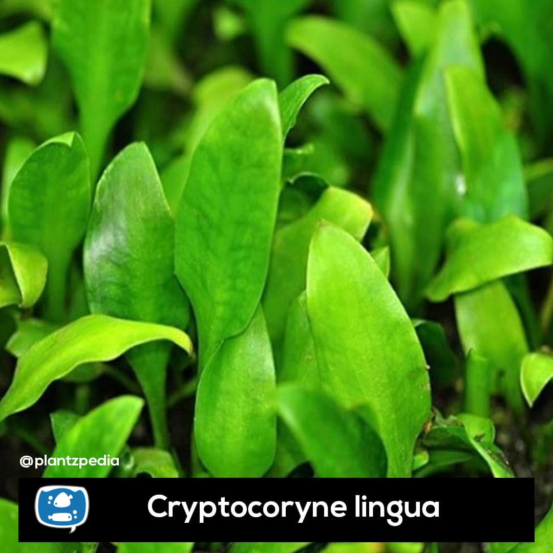 Criptocorine Lingua