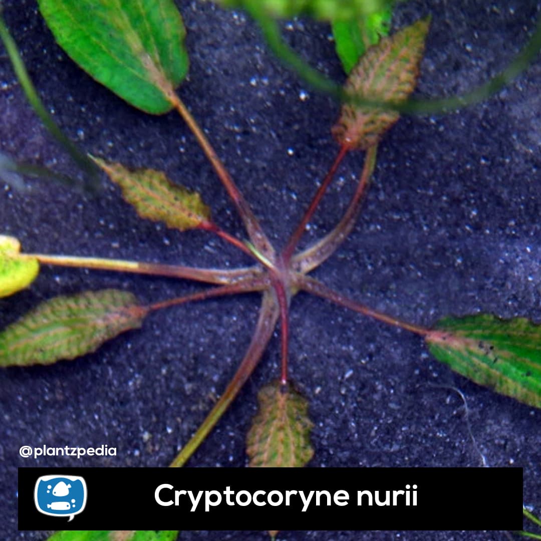 Criptocorine Nuri