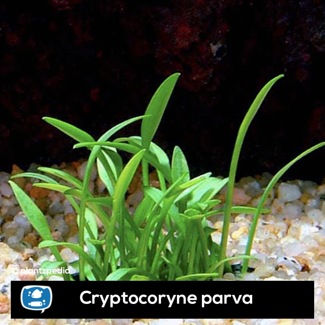 Criptocorine Parva