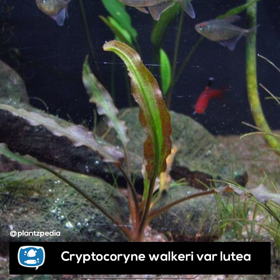 Criptocorine Lutea
