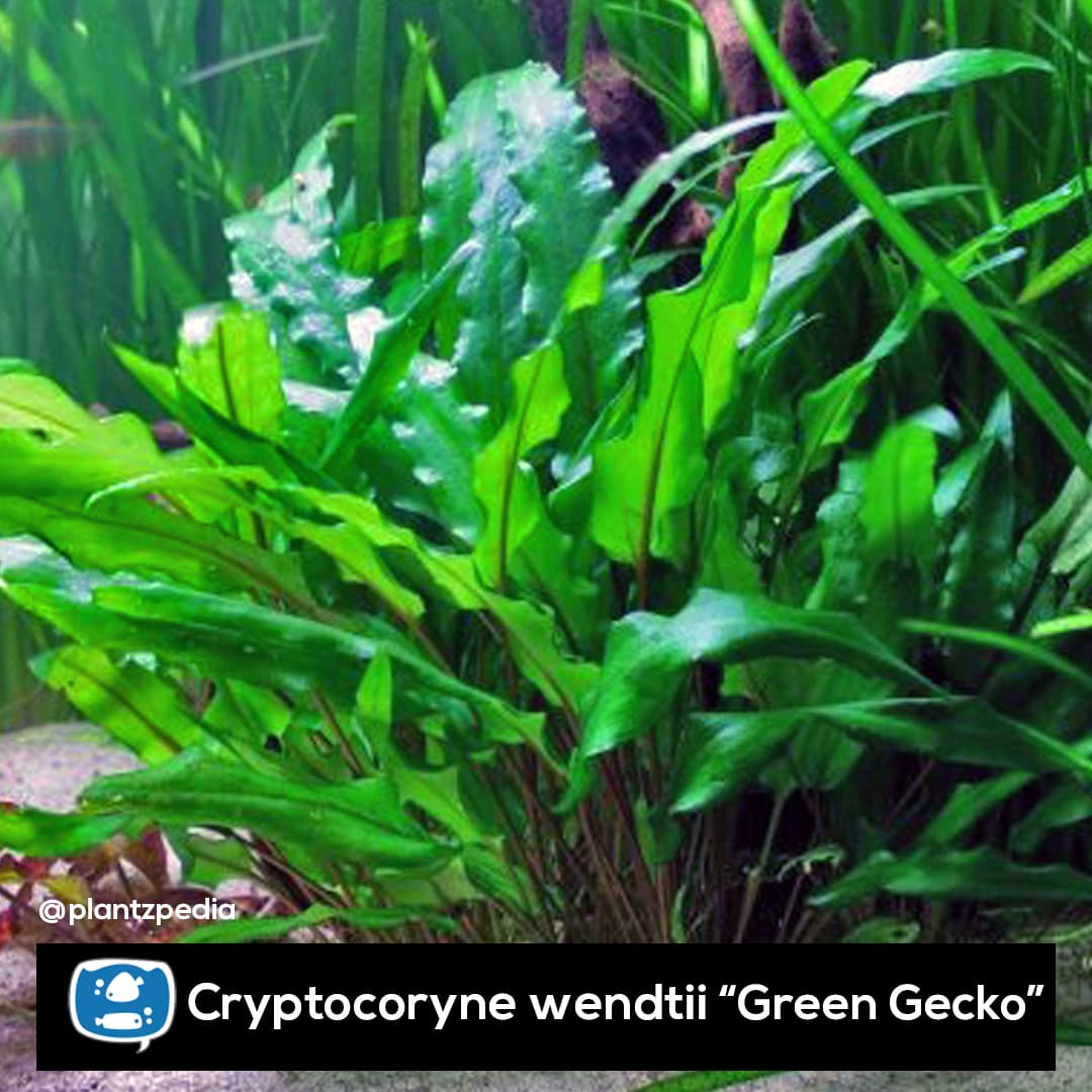 Criptocorine Wendti Green Gecko