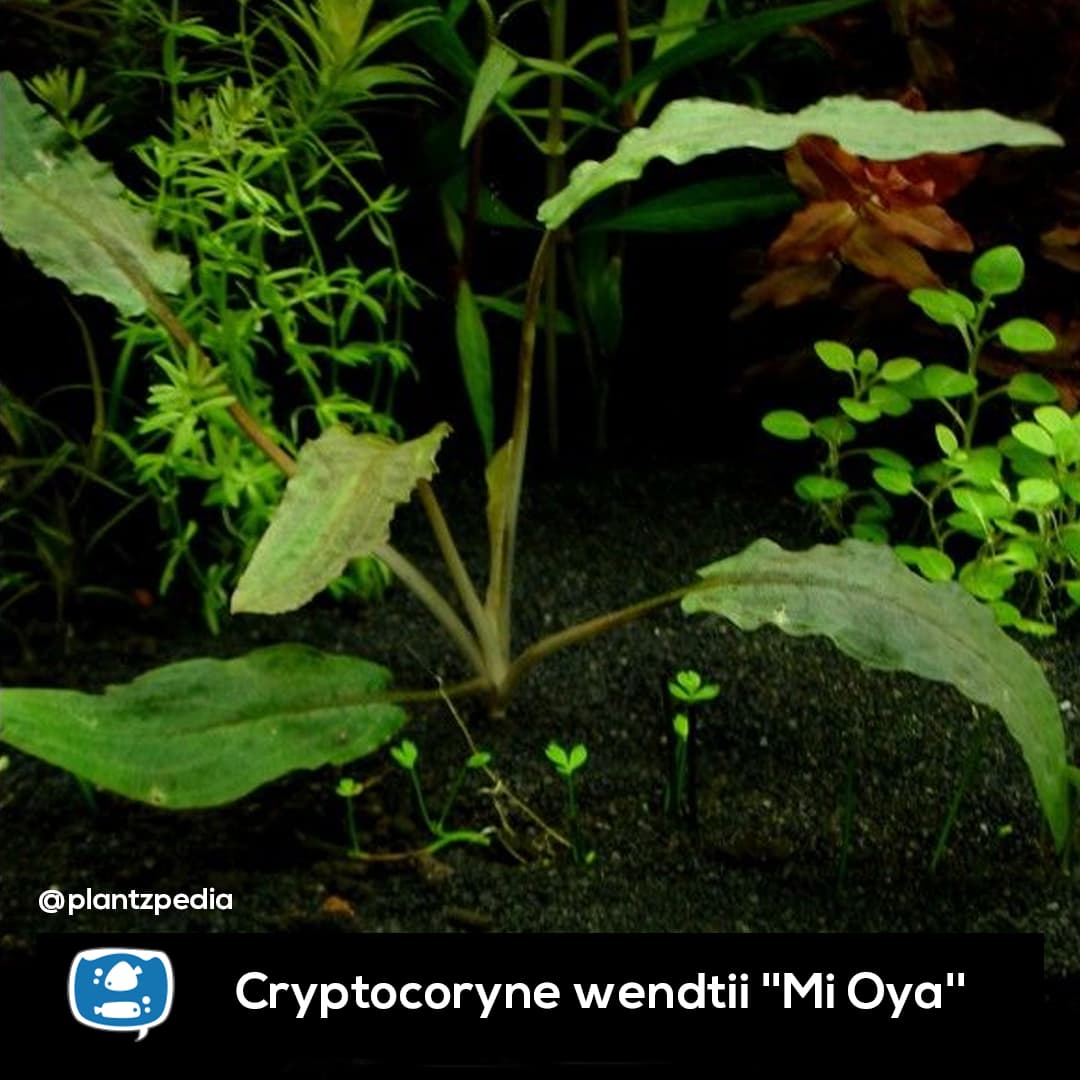 Criptocorine Mi Oya