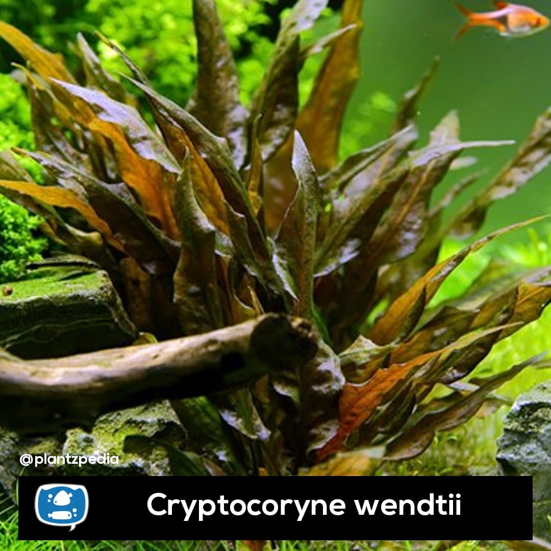 Criptocorine Wendti