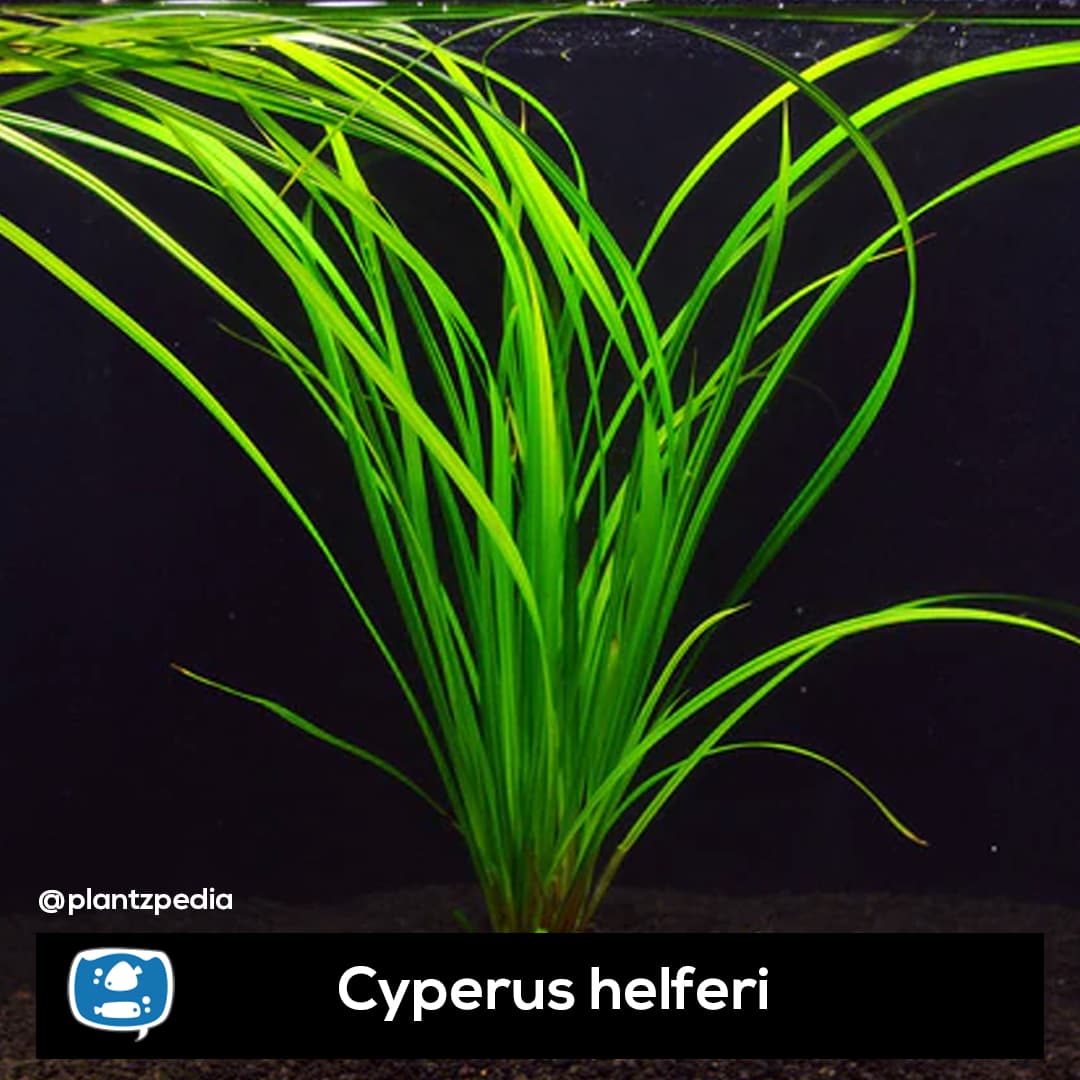 Ciperus