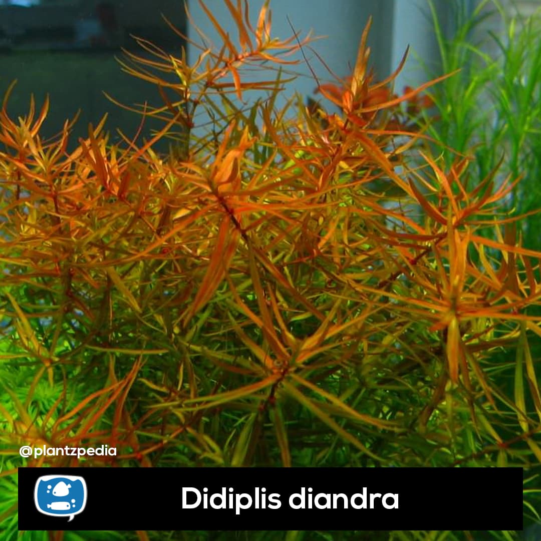 Didiplis diandra