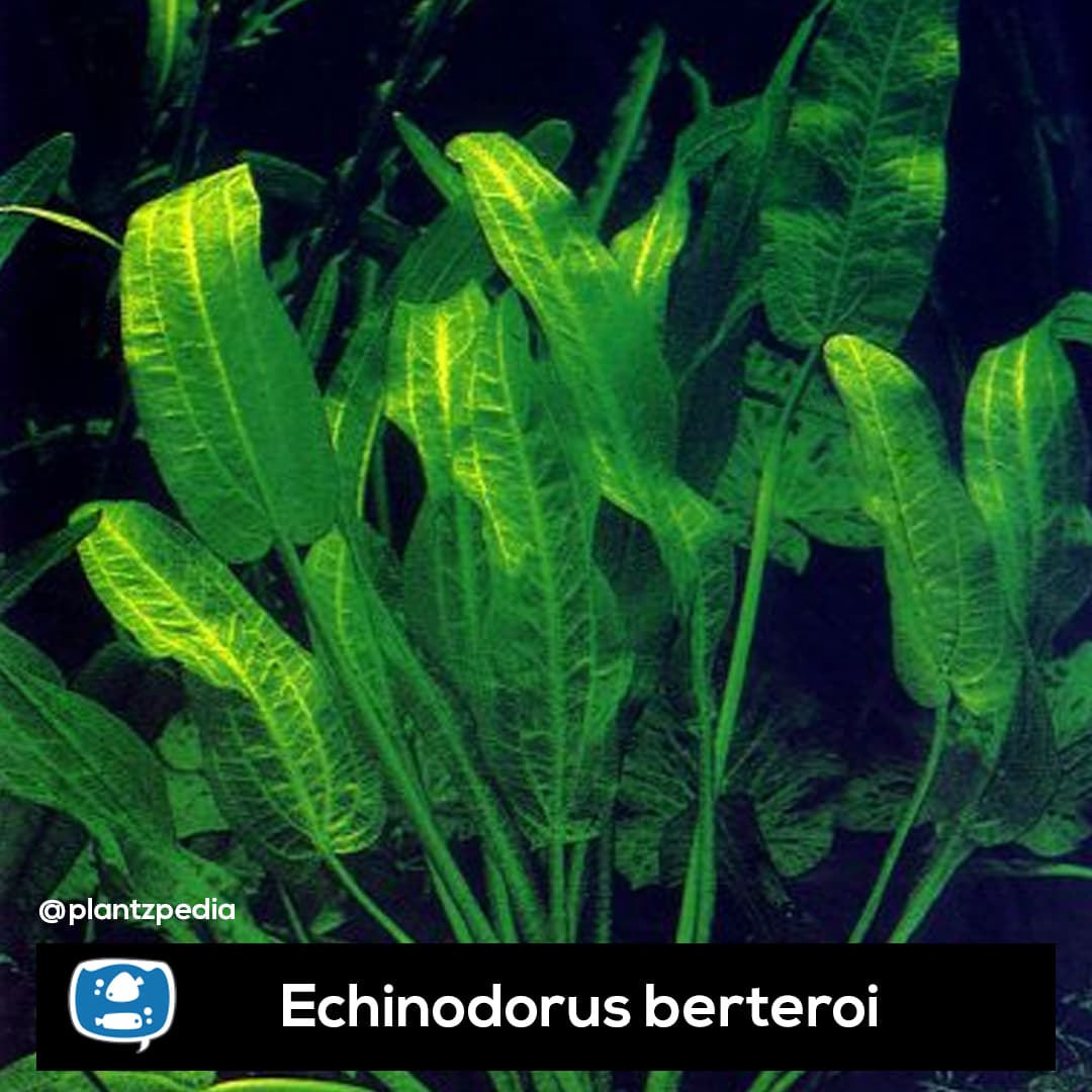 Echinodorus Celofane
