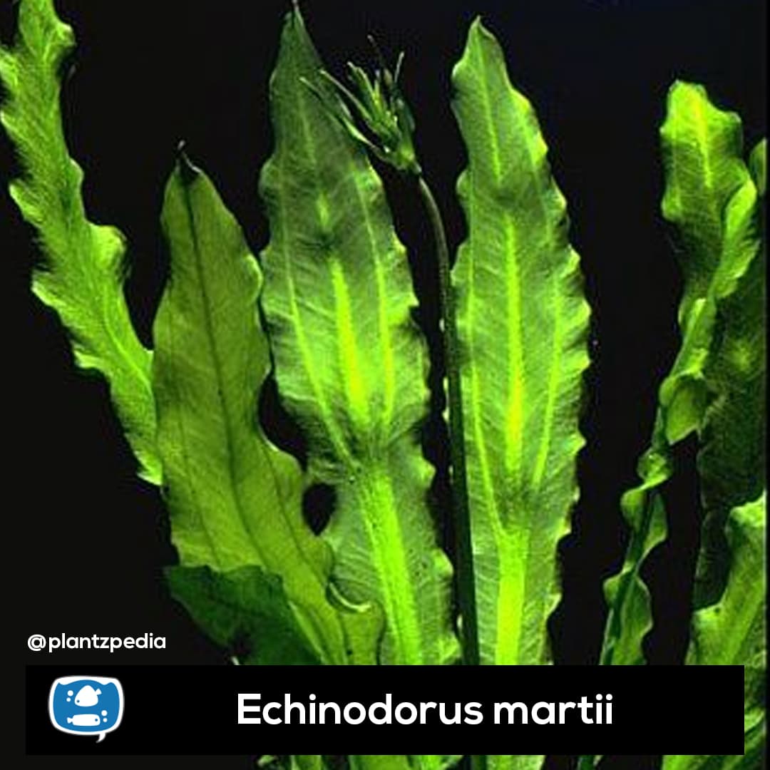 Echinodorus Major