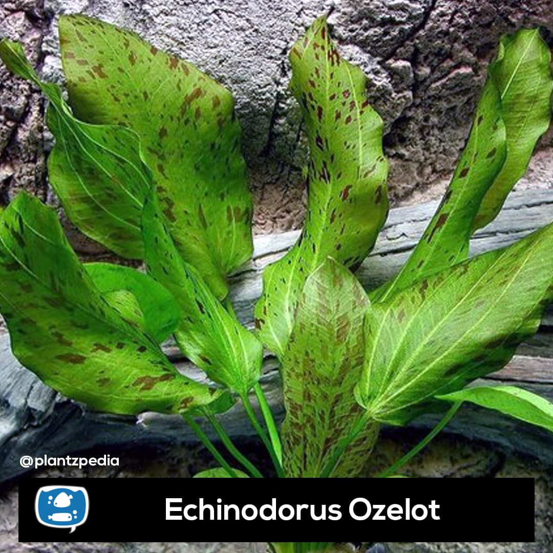 Echinodorus Ozelot