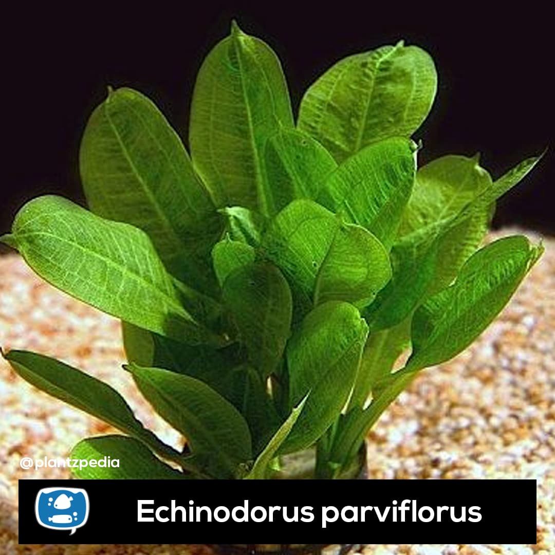 Echinodorus Parviflorus