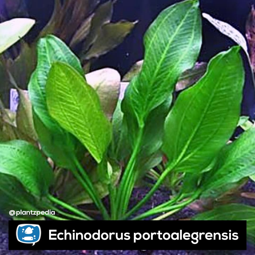 Echinodorus Portoalegrensis