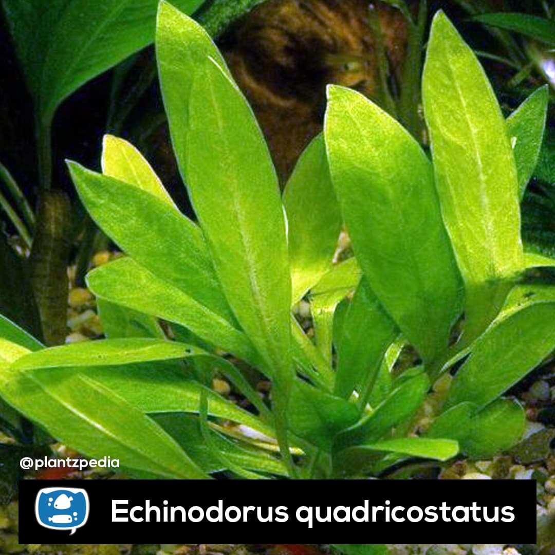 Echinodorus Quadricostatus