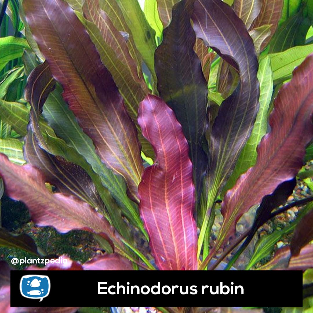 Echinodorus Rubin