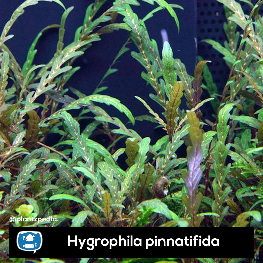 Hygrophila pinnatifida