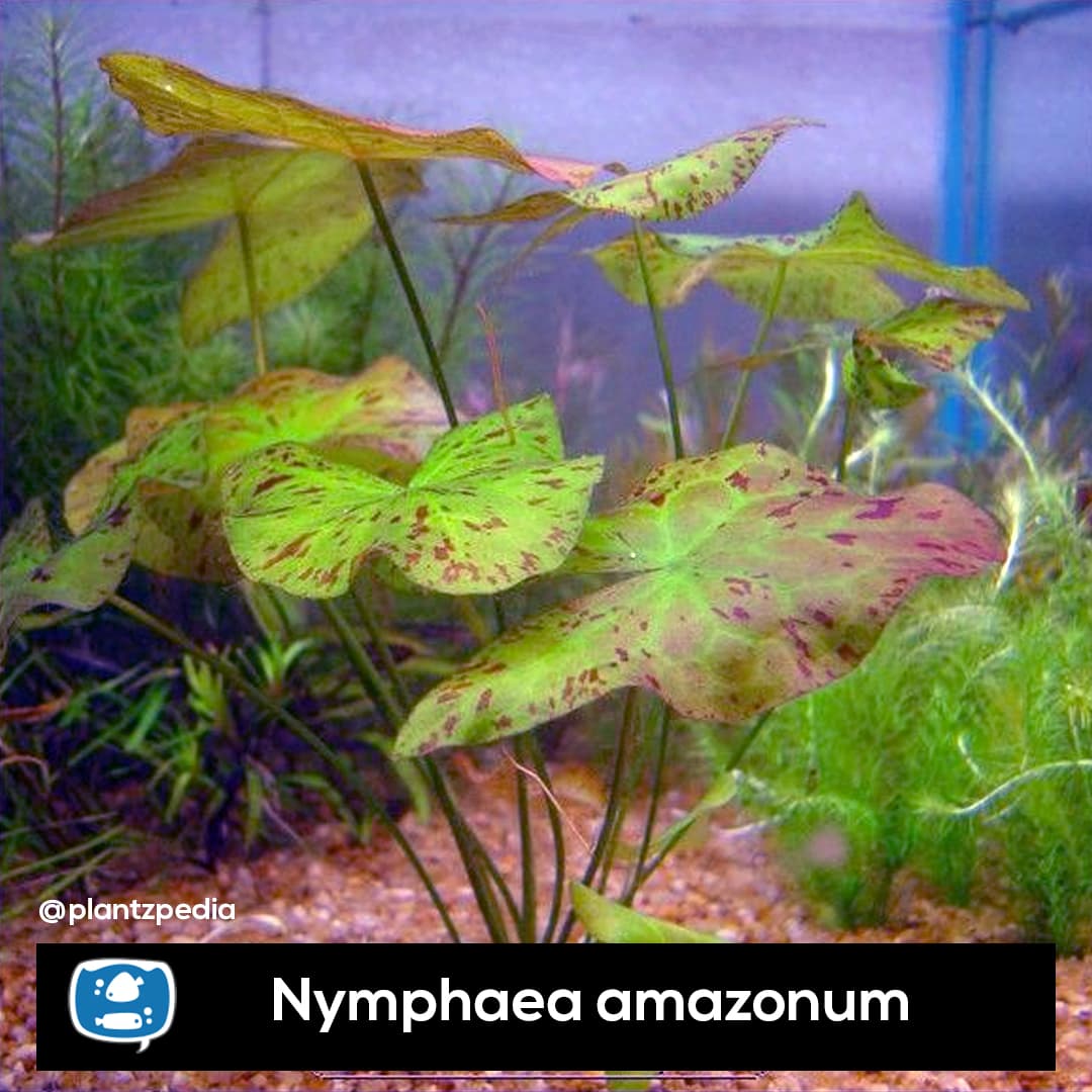 Ninféia Amazonum