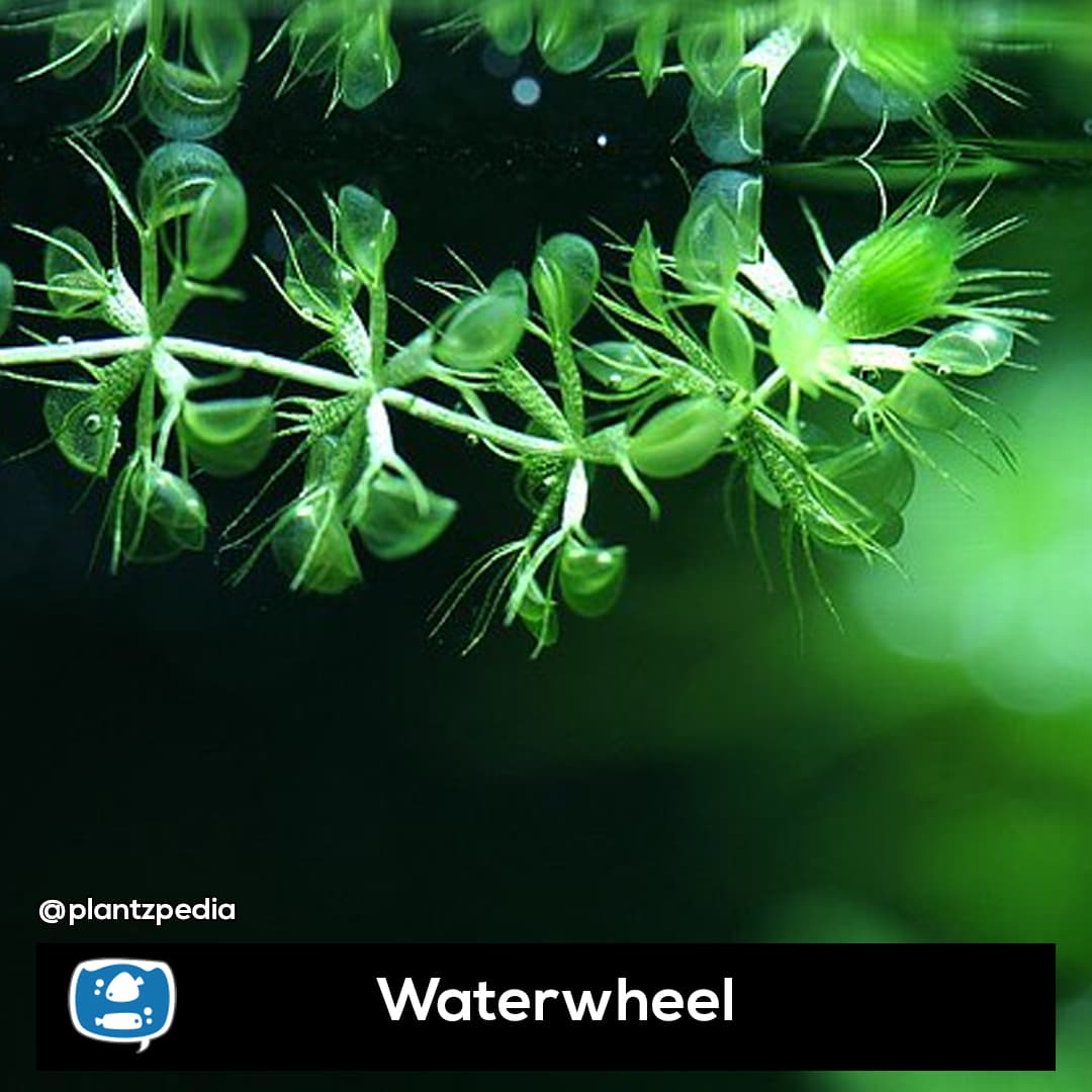 Waterwheel