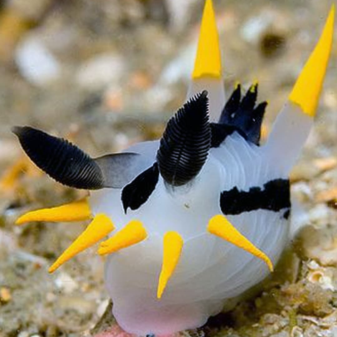 Nudibranch