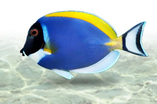 Powder Blue Tang