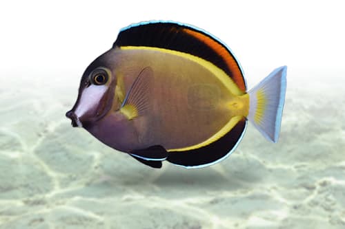 Powder Brown Tang