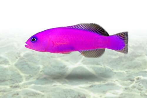 Purple Dottyback