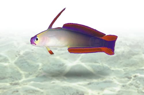 Purple Firefish Goby